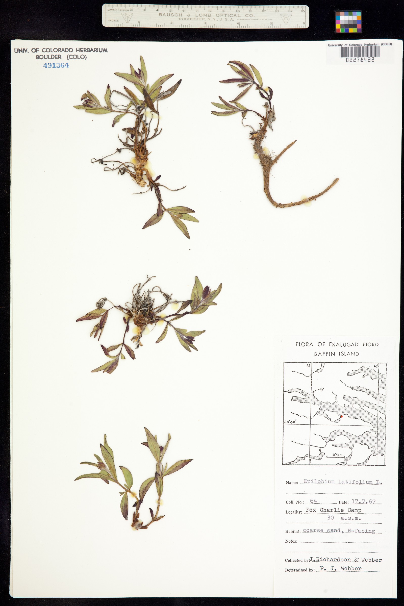 Chamerion latifolium image