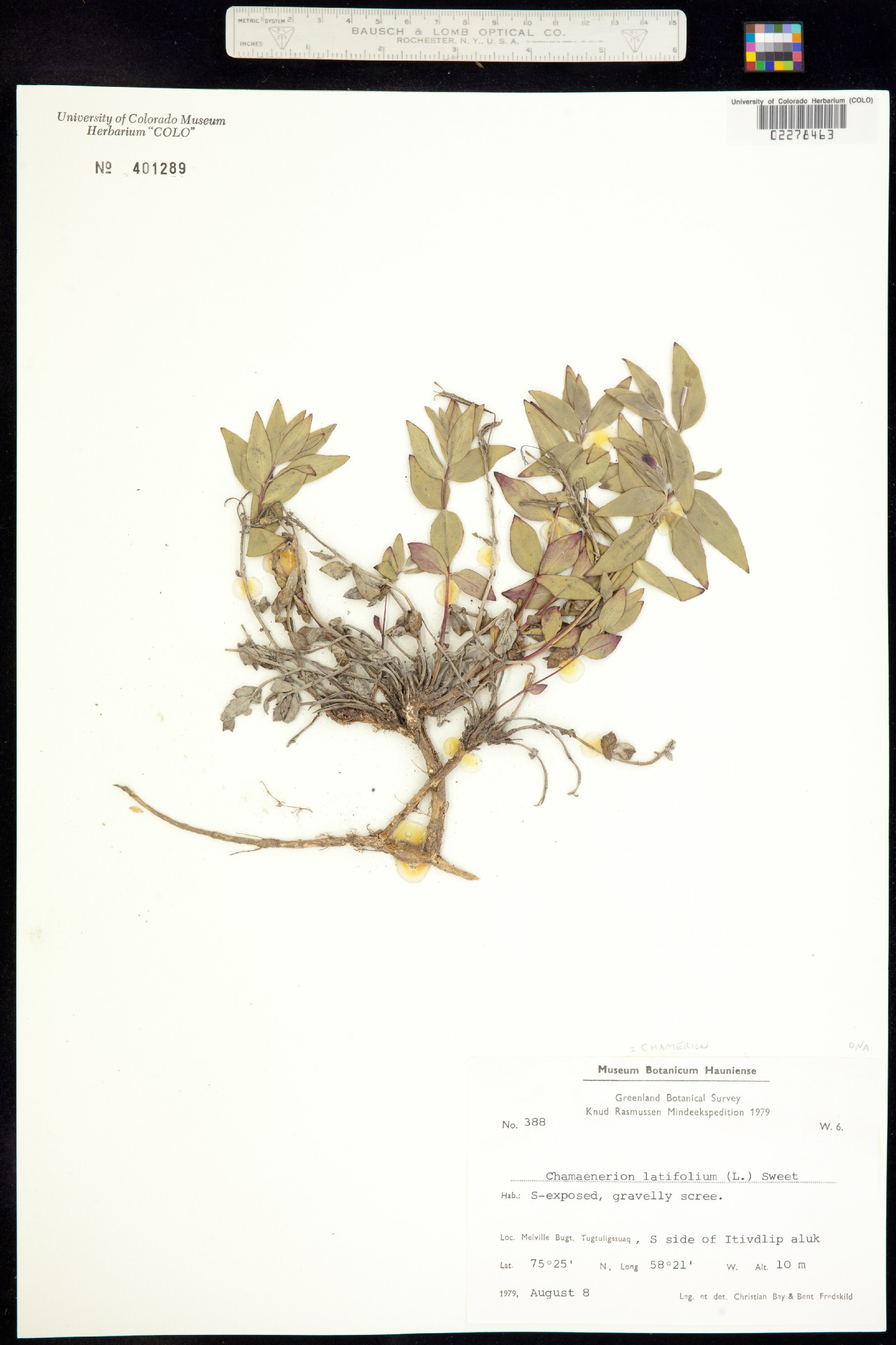 Chamerion latifolium image