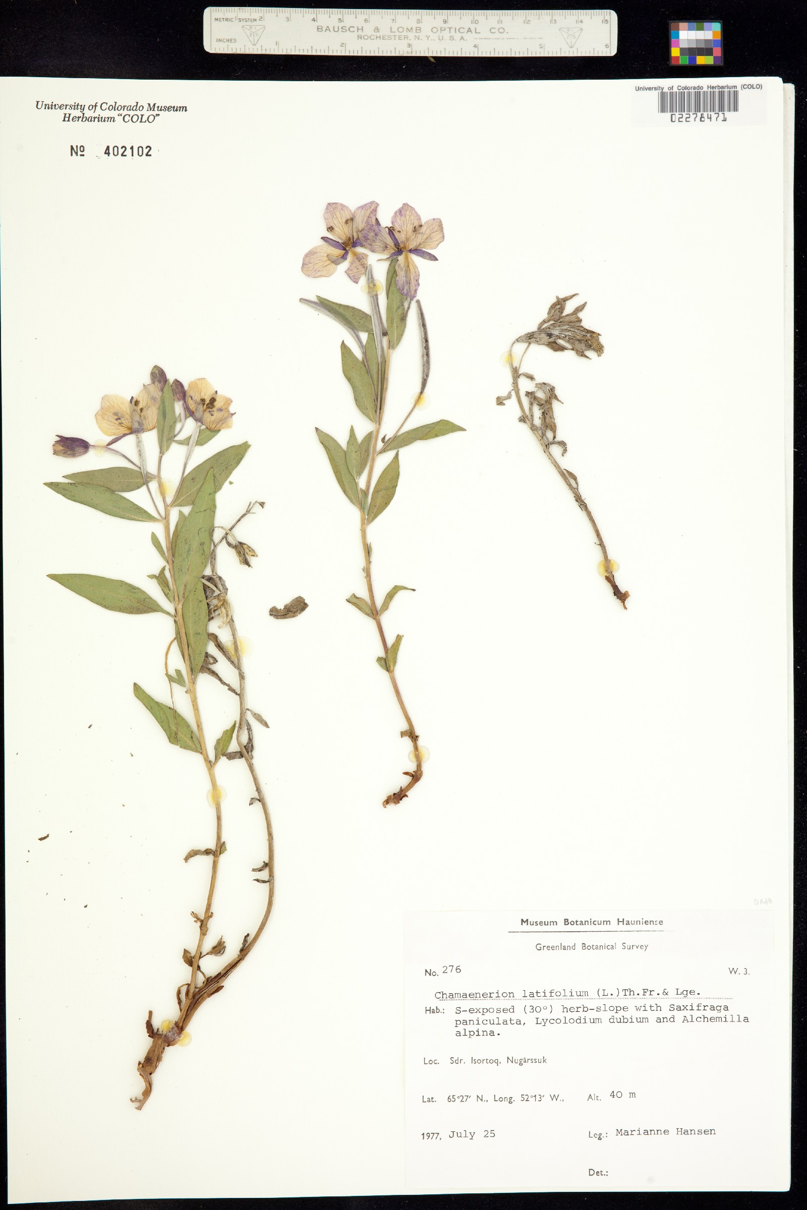 Chamerion latifolium image