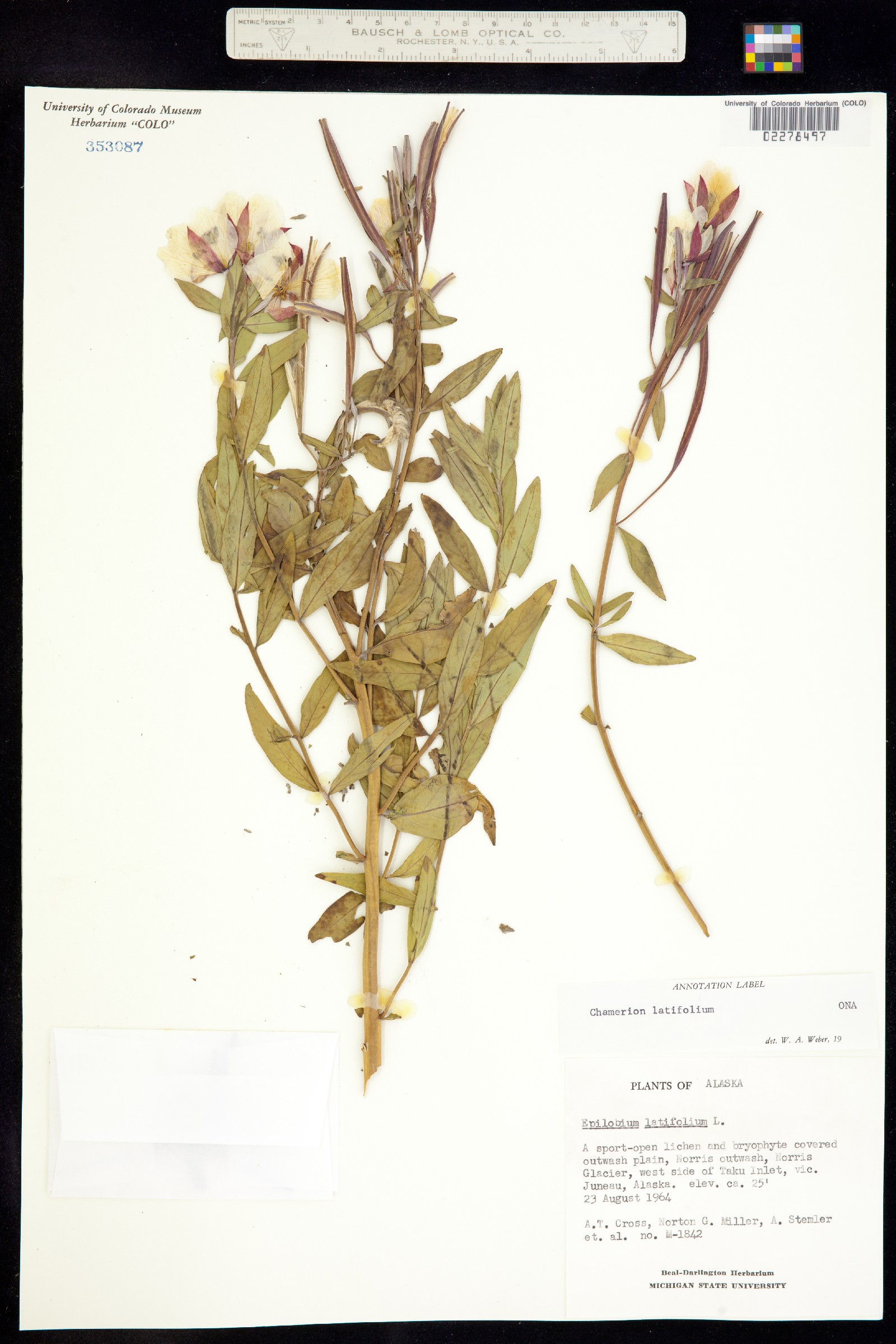 Chamerion latifolium image