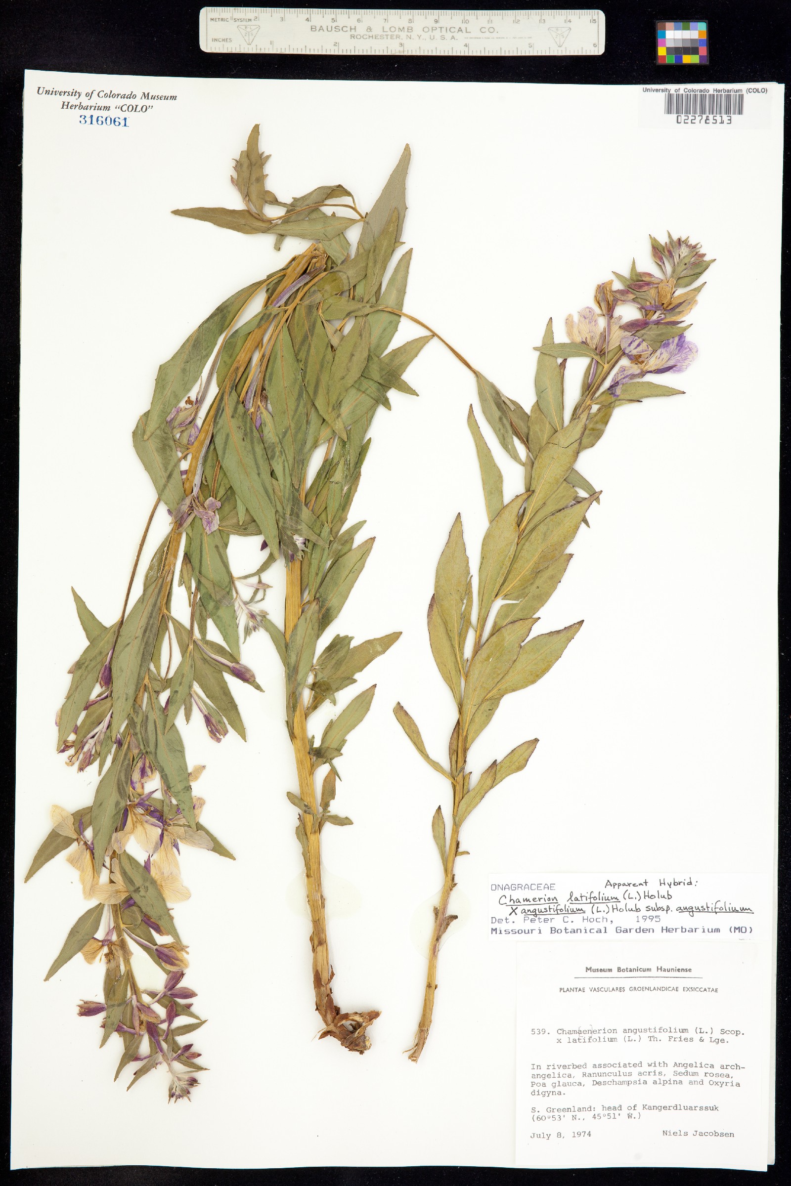 Chamerion latifolium image