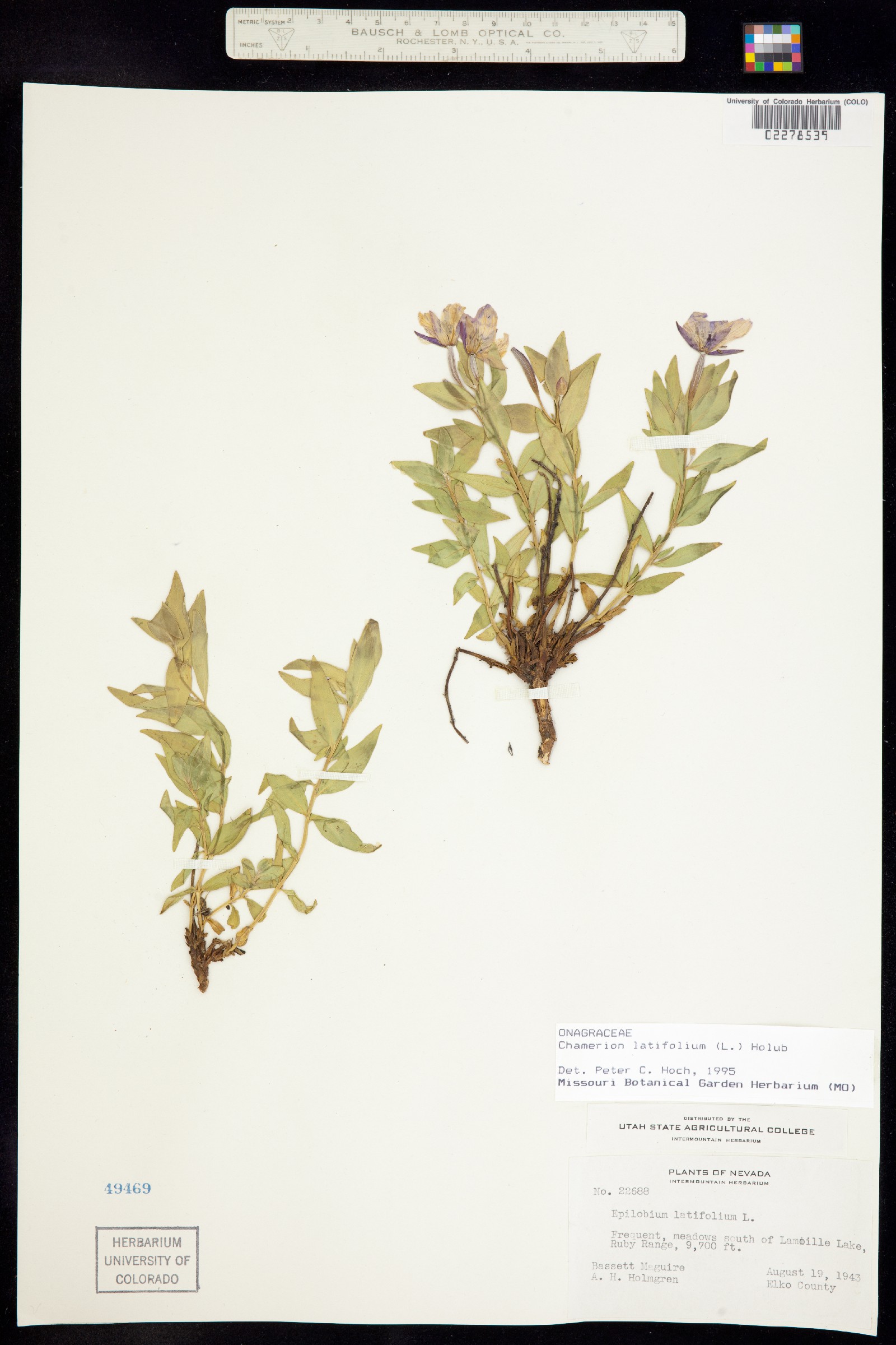 Chamerion latifolium image