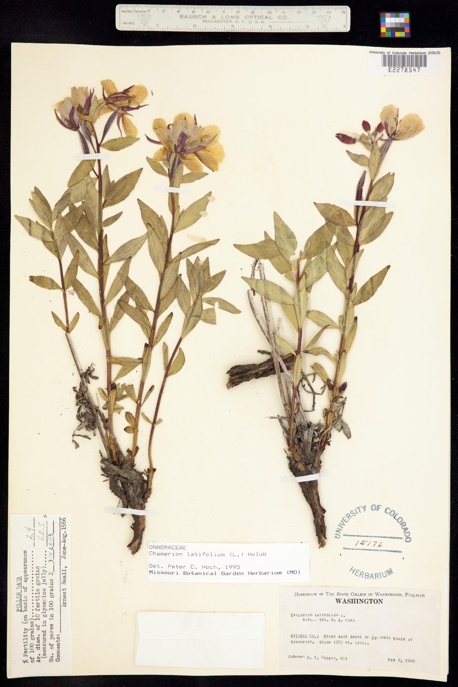 Chamerion latifolium image
