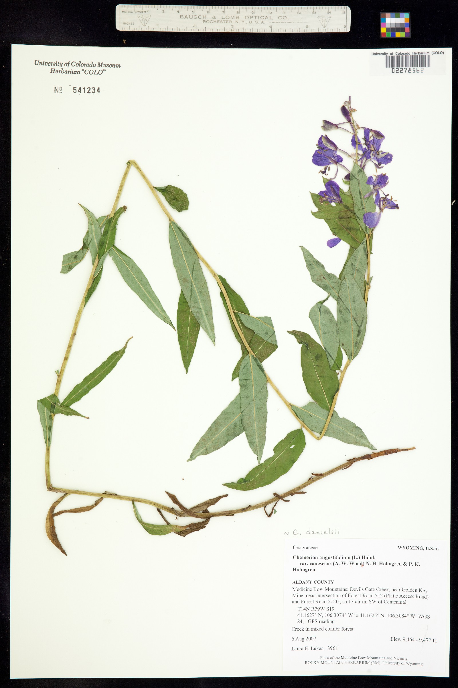 Chamerion angustifolium ssp. circumvagum image