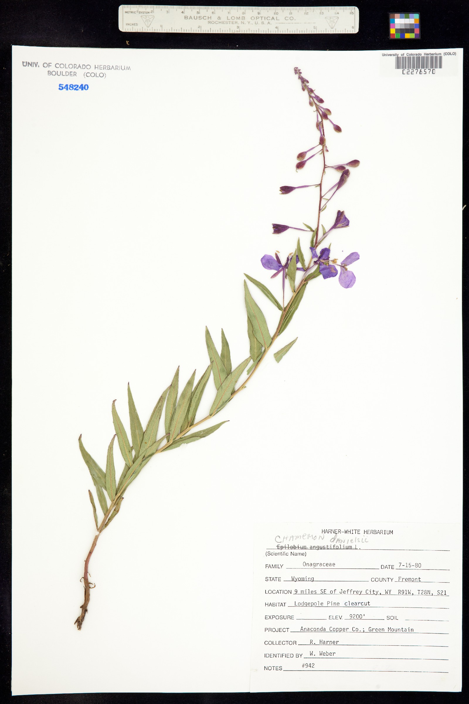 Chamerion angustifolium image