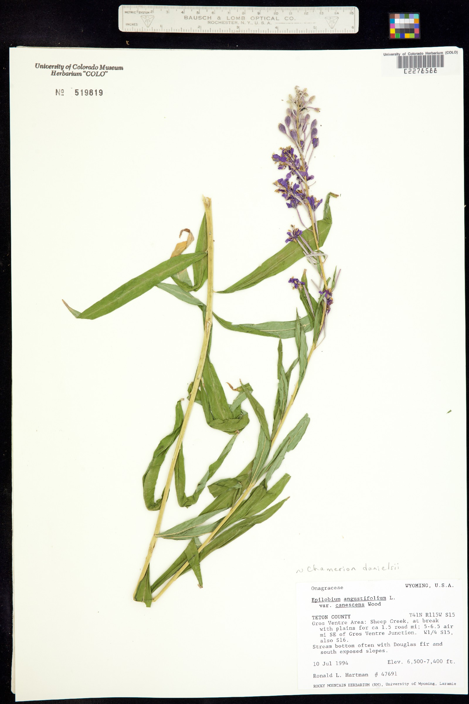 Chamerion angustifolium ssp. circumvagum image