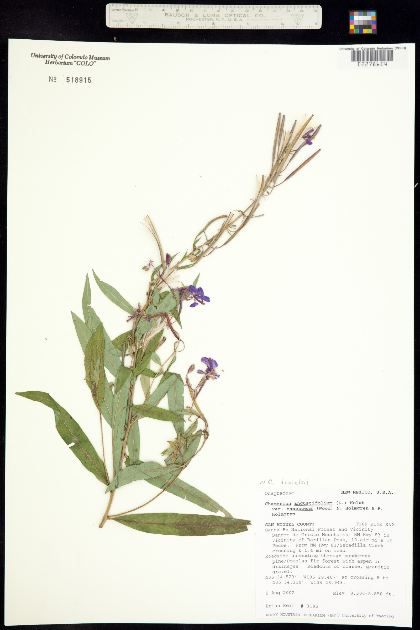 Chamerion angustifolium ssp. circumvagum image