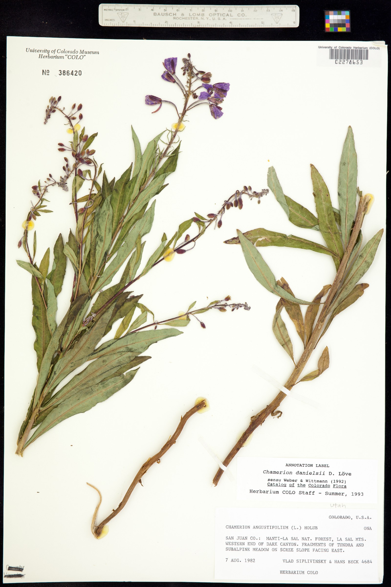 Chamerion angustifolium ssp. circumvagum image