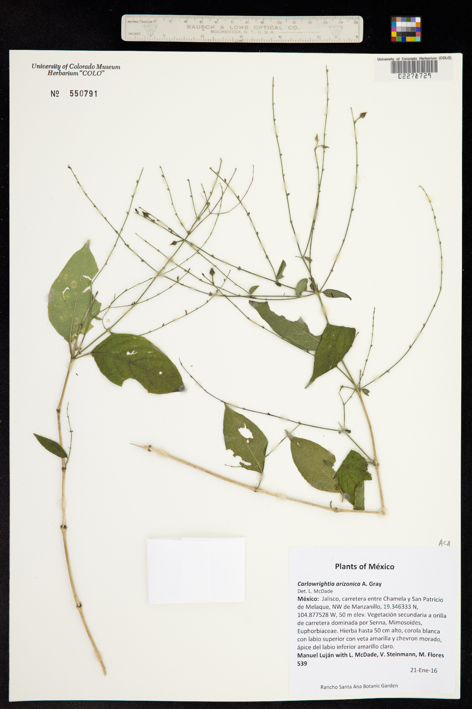 Carlowrightia arizonica image