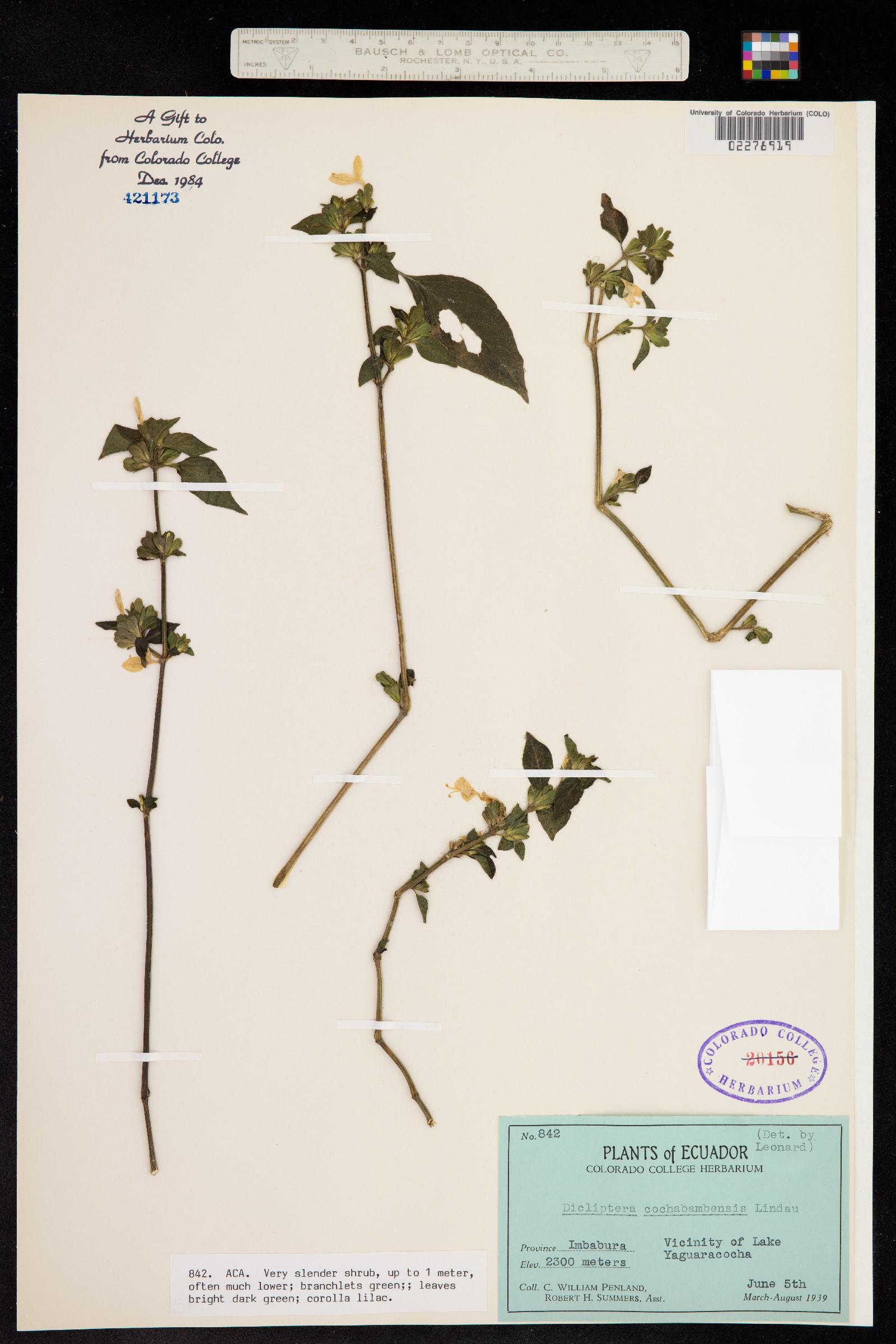 Dicliptera cochabambensis image