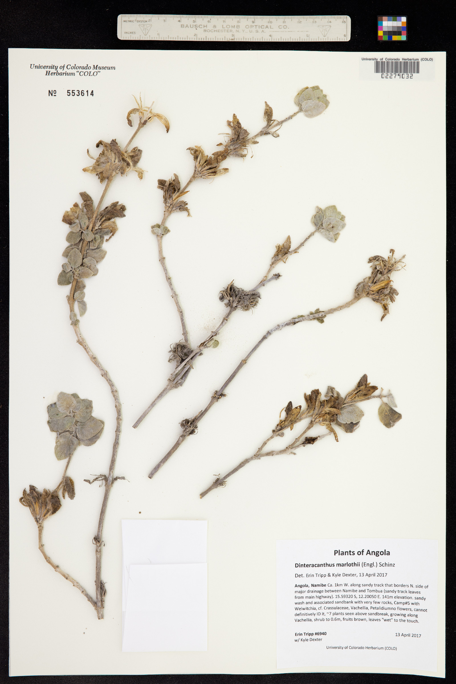 Dinteracanthus image