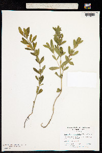Image of Ruellia oblongifolia