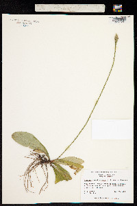 Image of Elytraria caroliniensis
