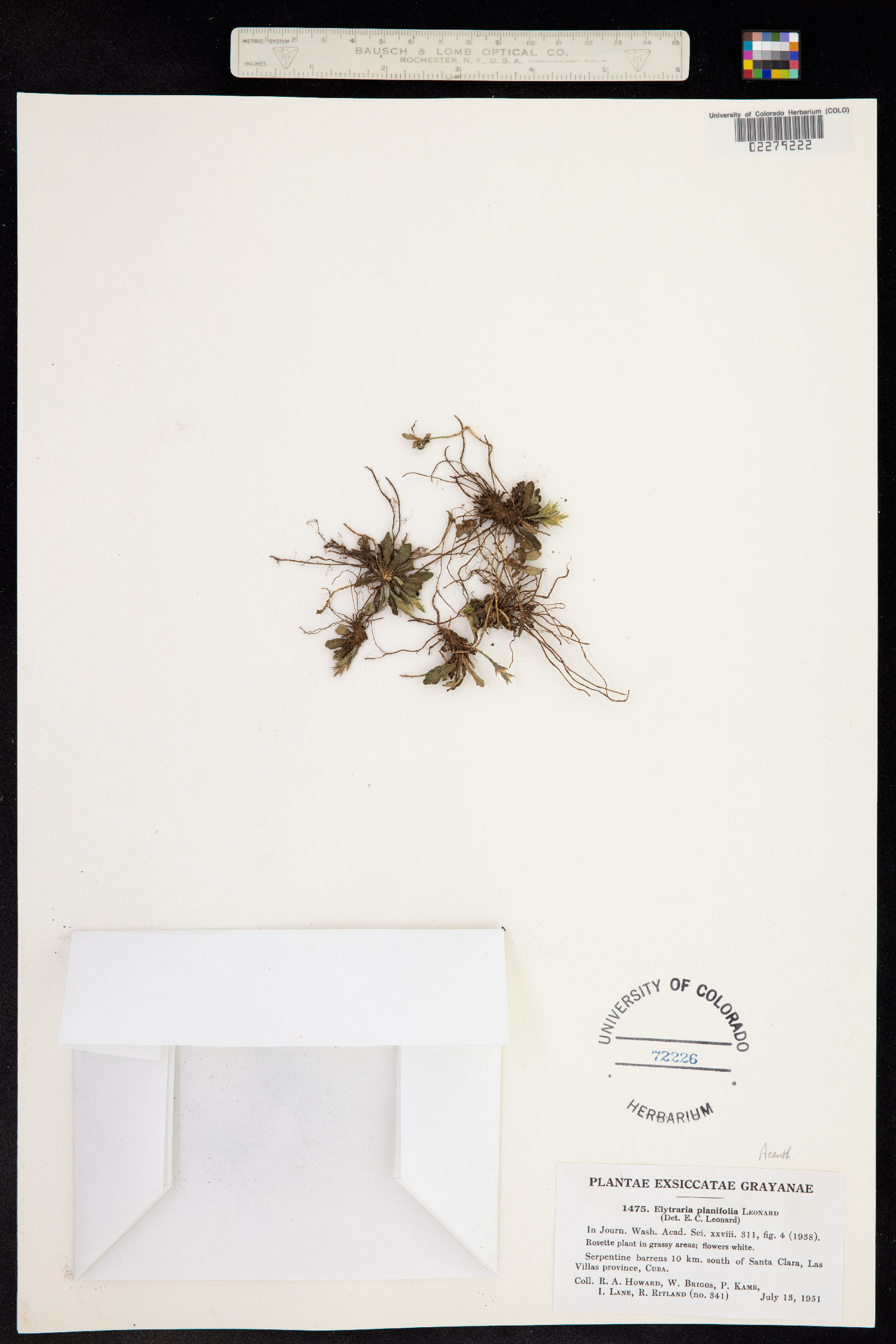 Elytraria planifolia image