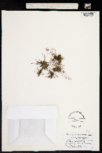 Elytraria planifolia image
