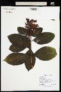 Image of Graptophyllum pictum