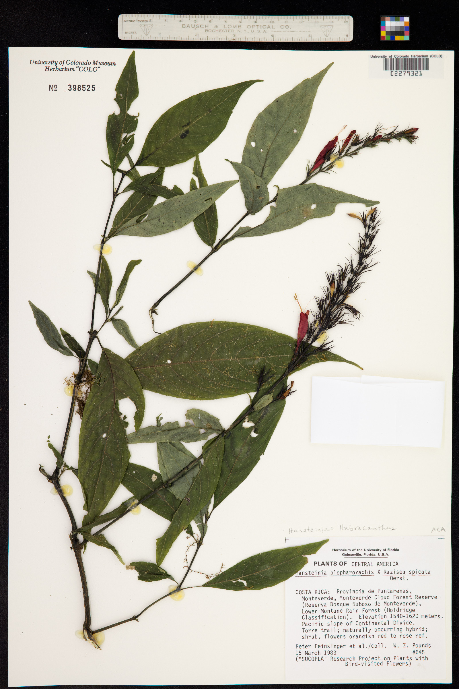 Stenostephanus blepharorhachis image