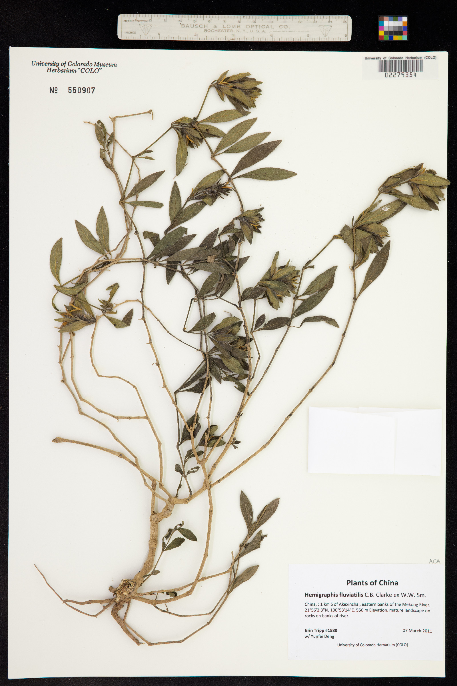 Strobilanthes fluviatilis image