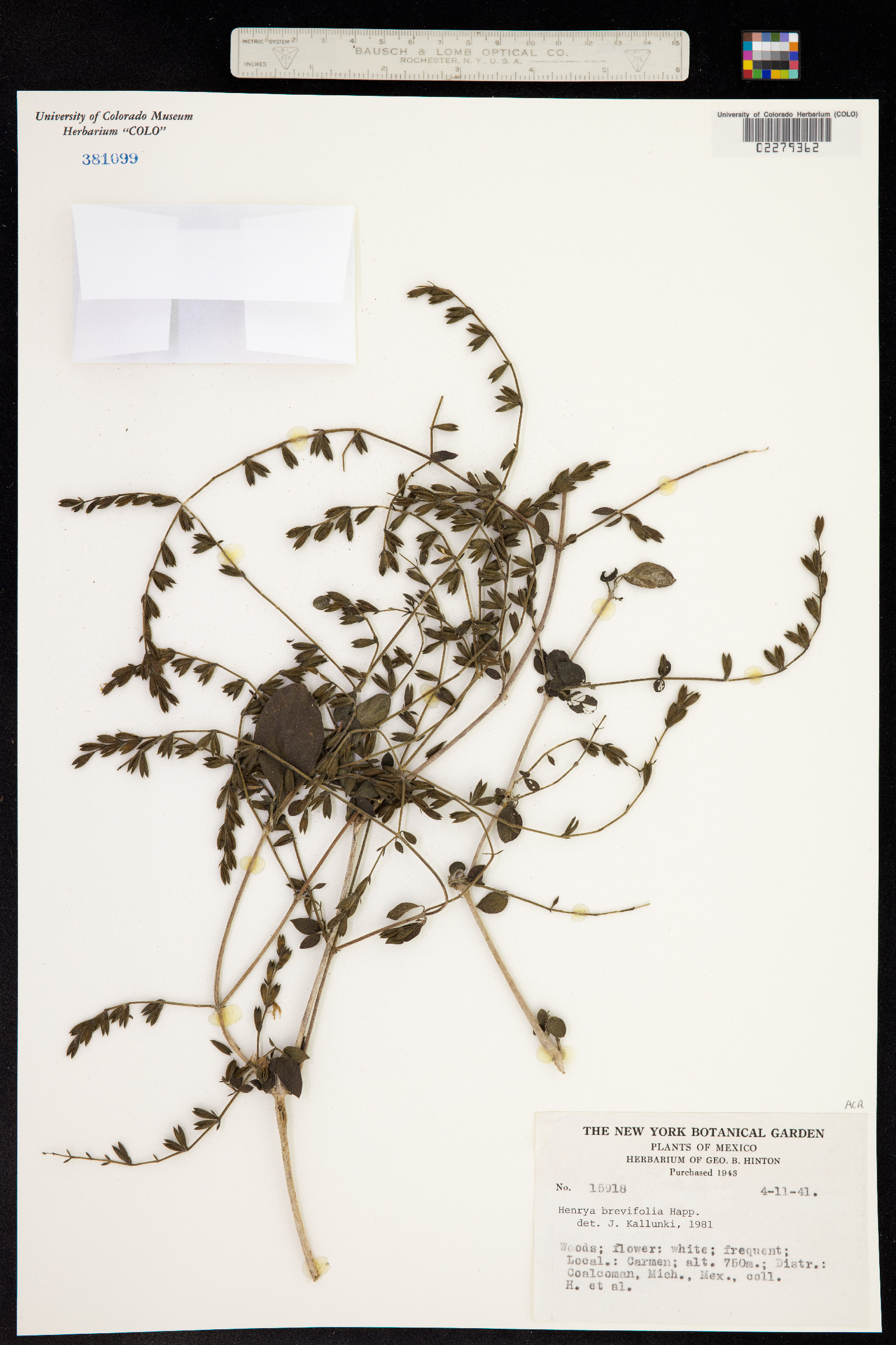 Henrya insularis image