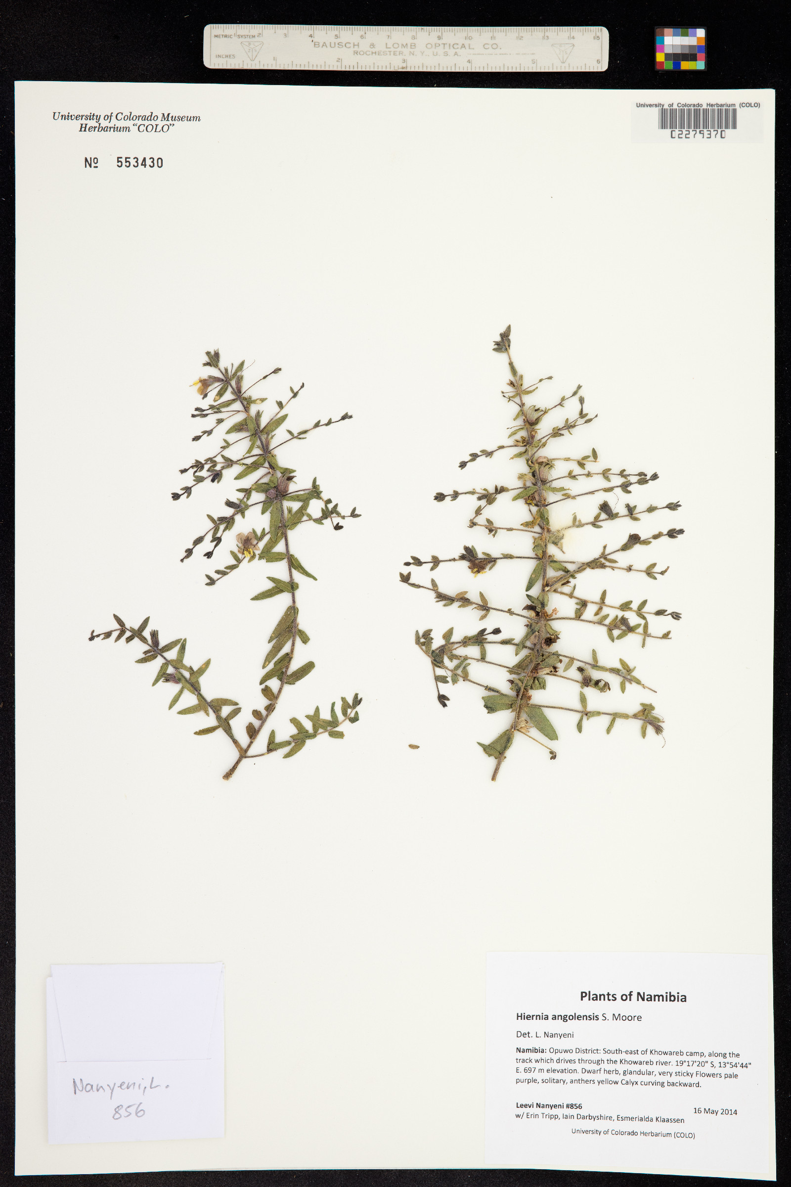 Hiernia angolensis image