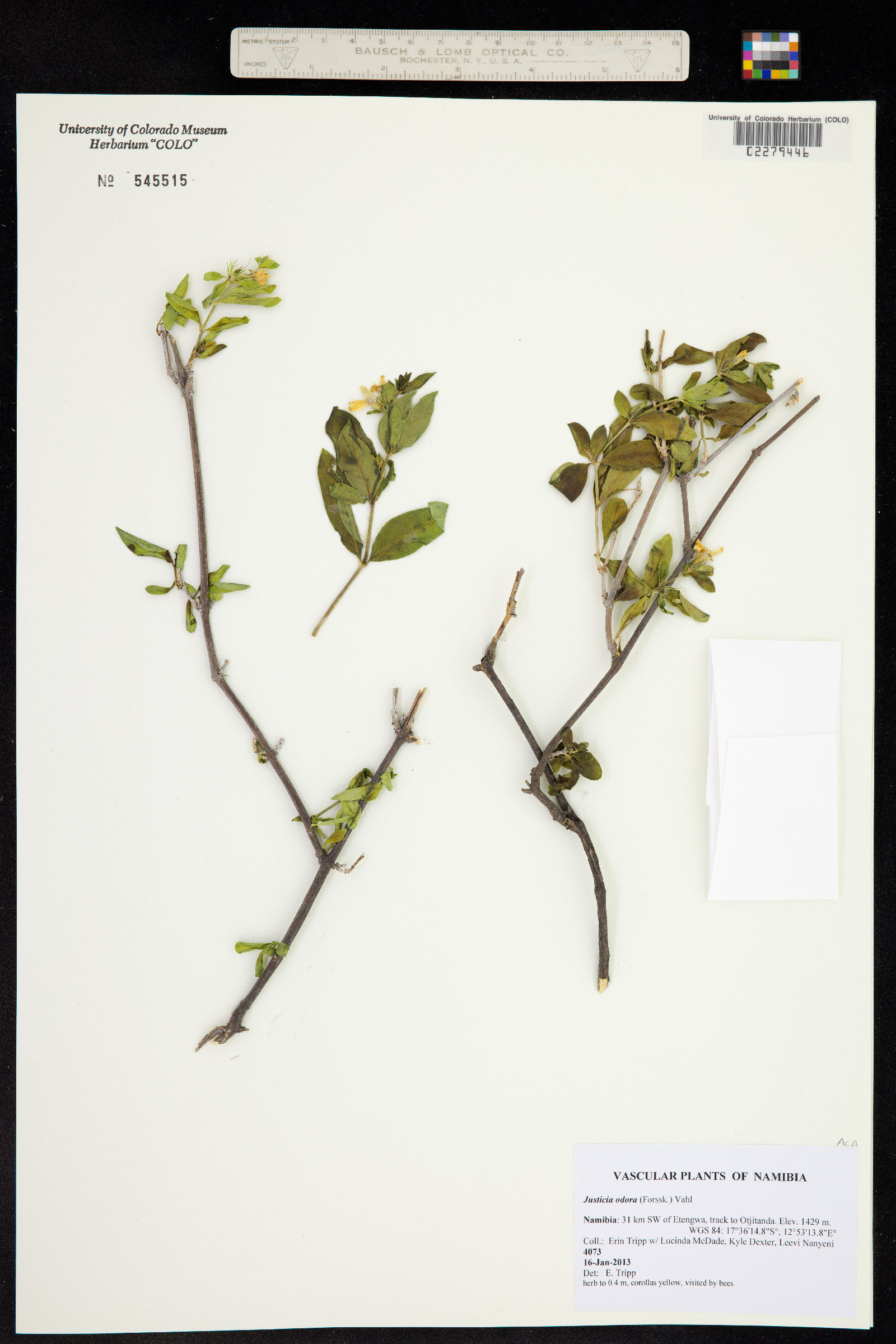 Justicia odora image