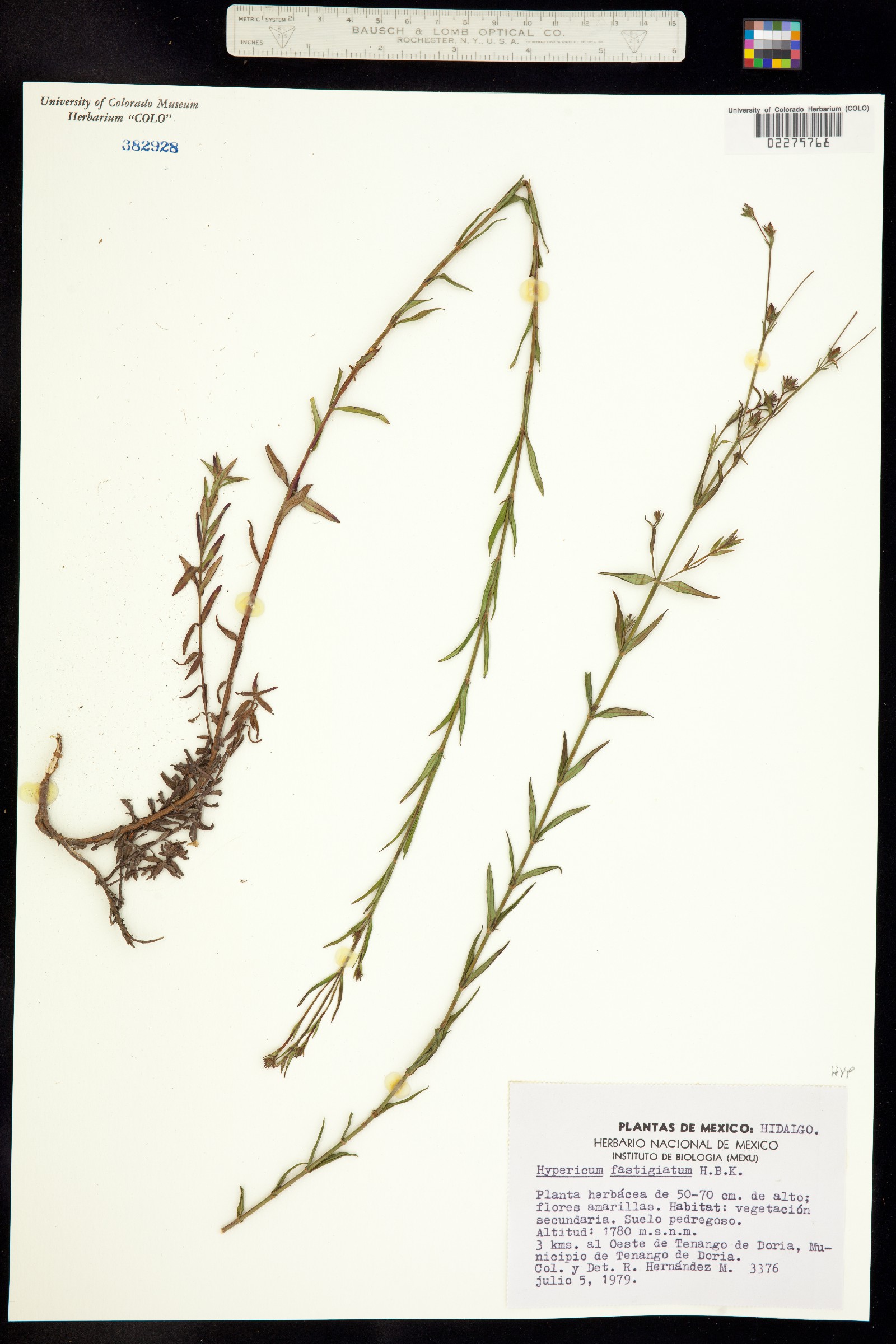 Hypericum fastigiatum image