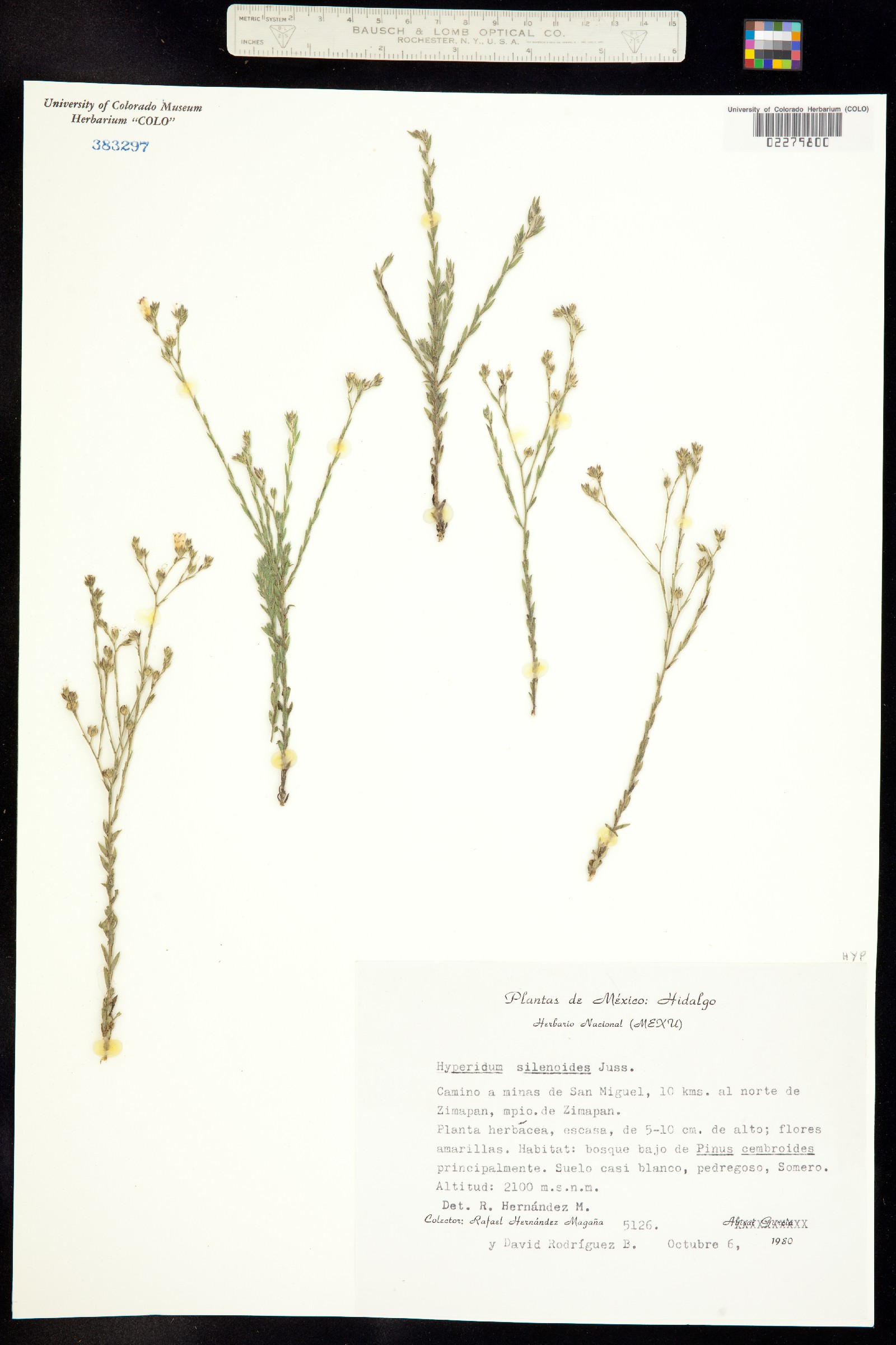 Hypericum silenoides image