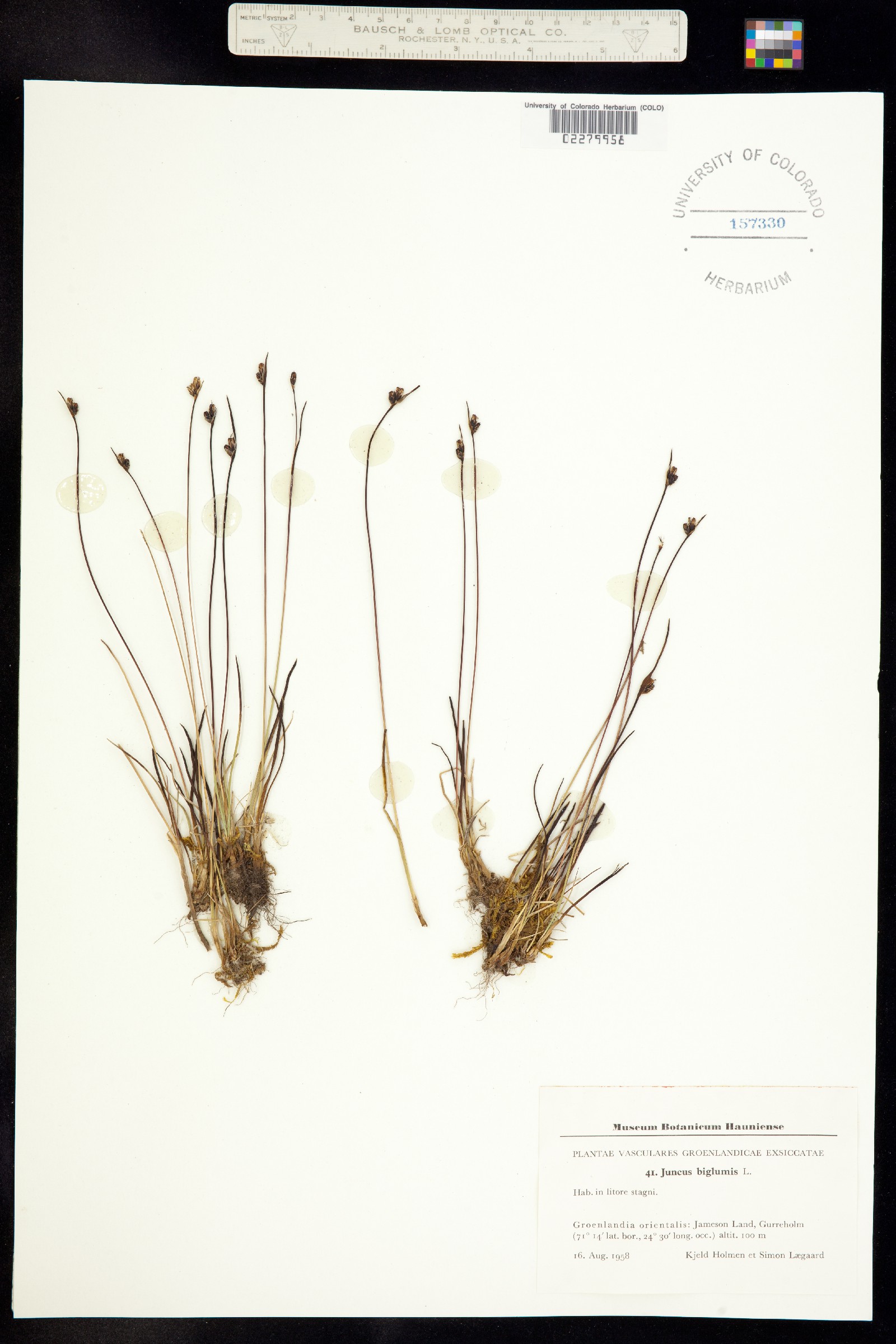 Juncus biglumis image