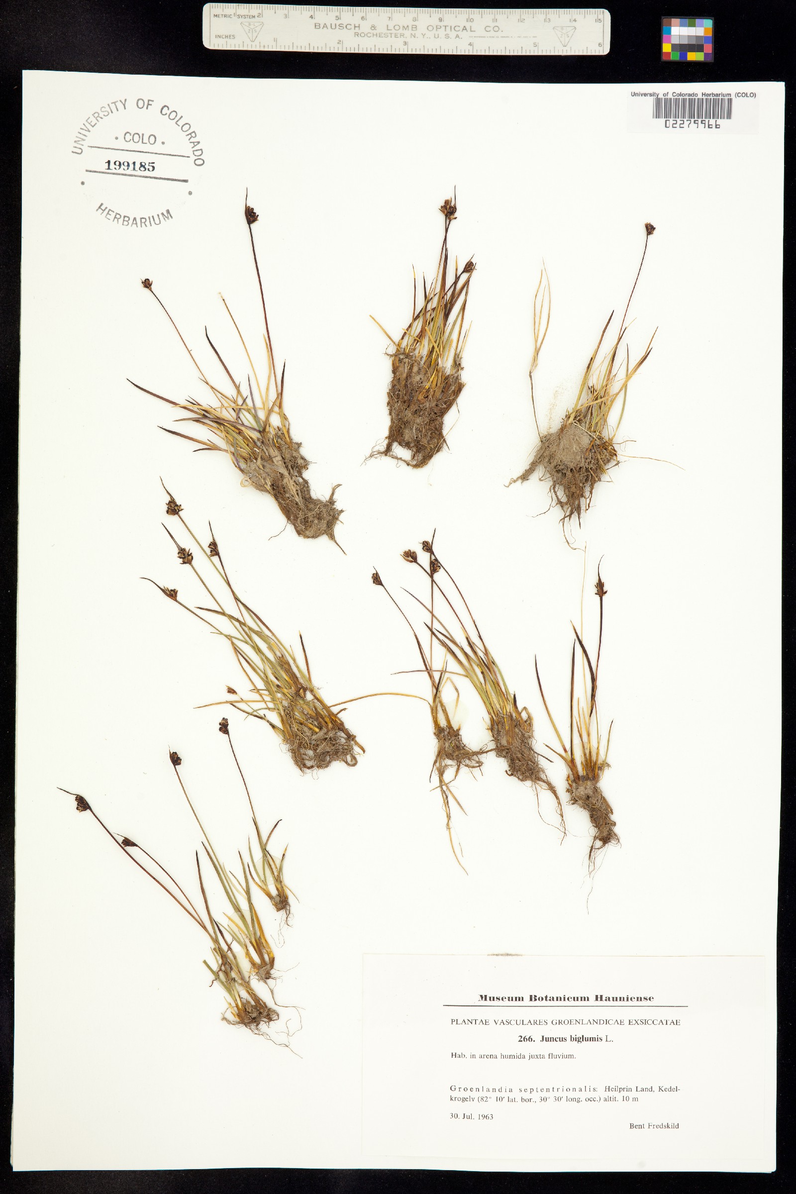 Juncus biglumis image