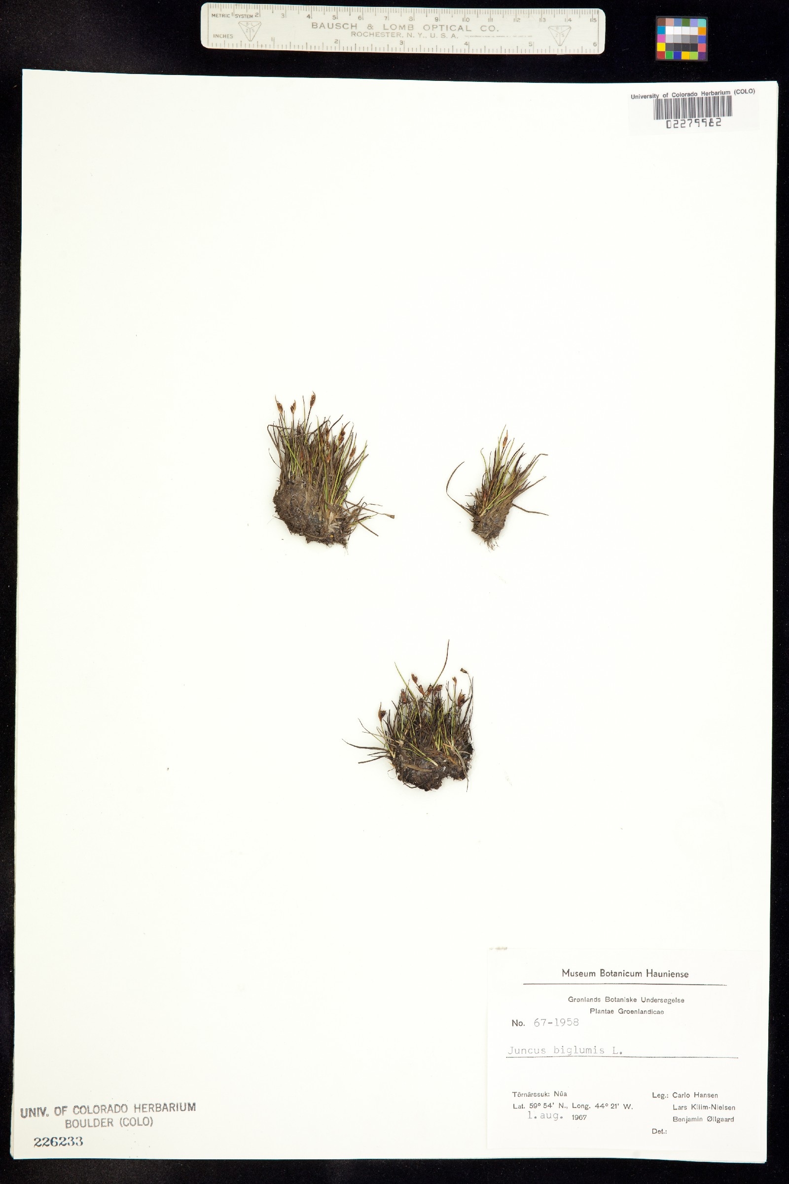 Juncus biglumis image