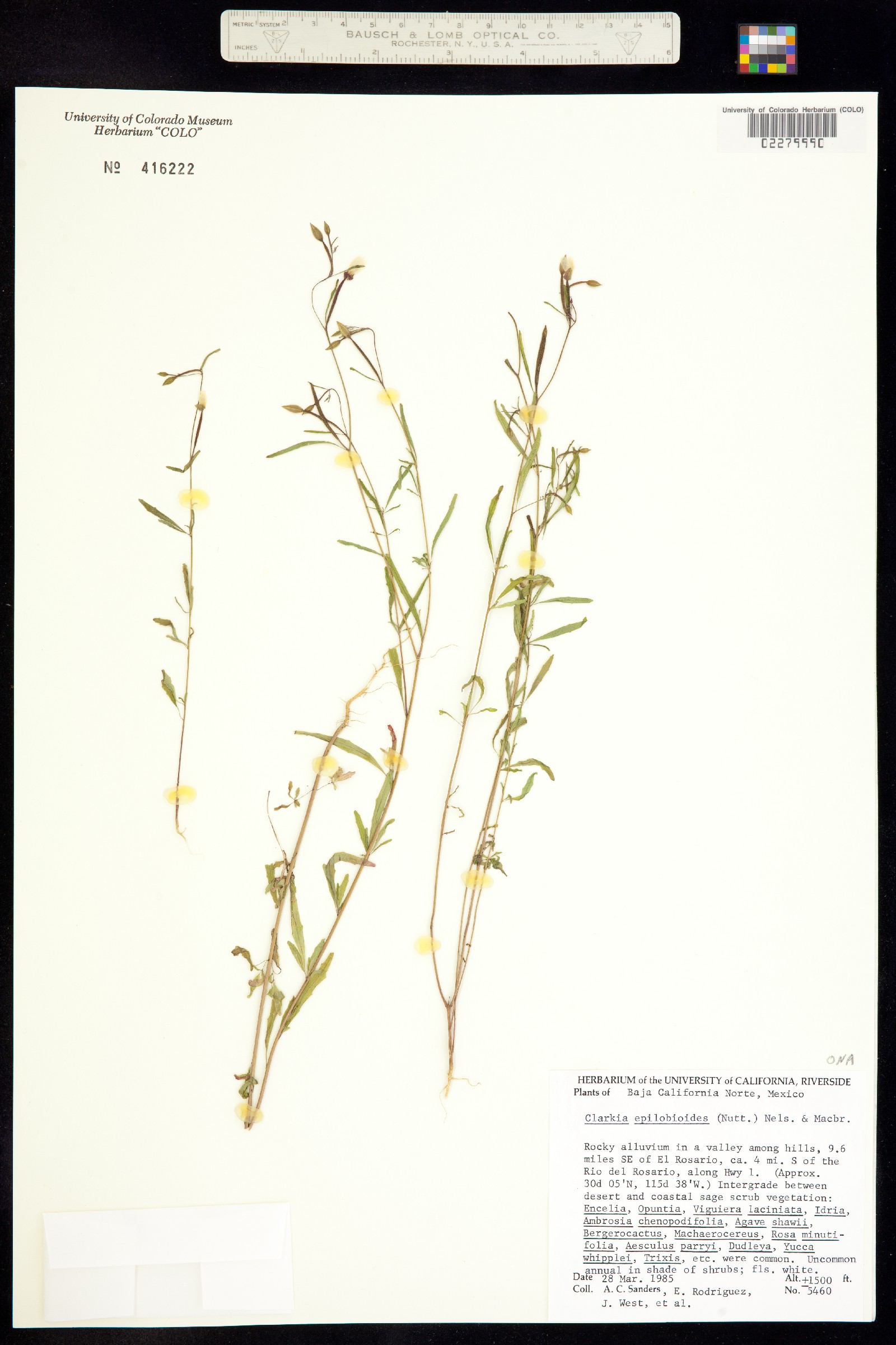 Clarkia epilobioides image