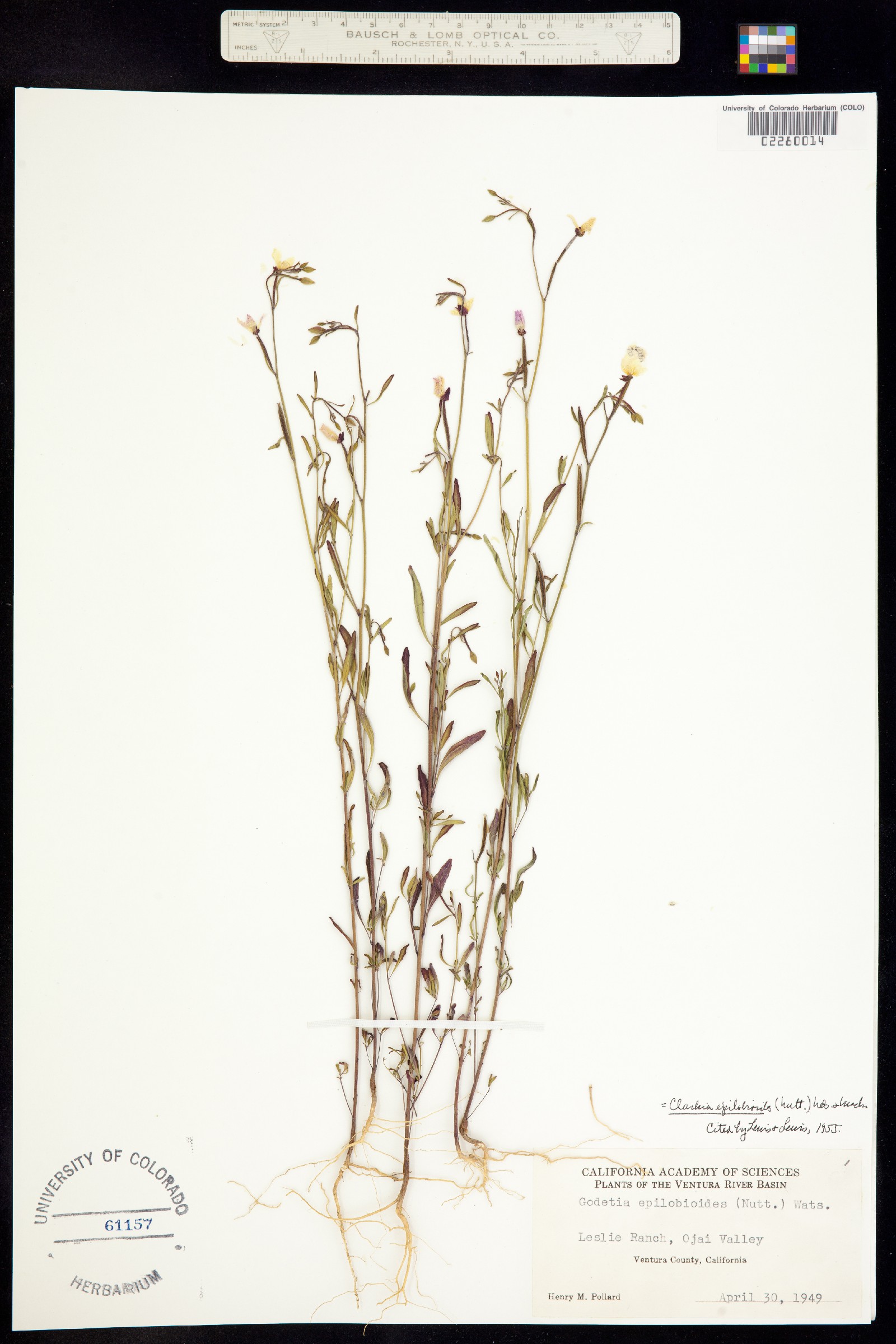 Clarkia epilobioides image