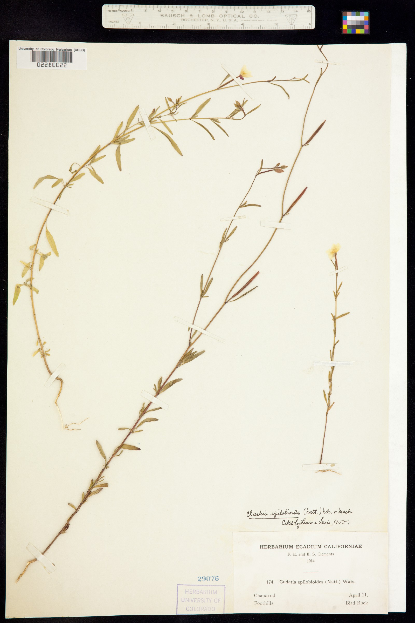 Clarkia epilobioides image