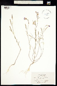 Image of Clarkia franciscana