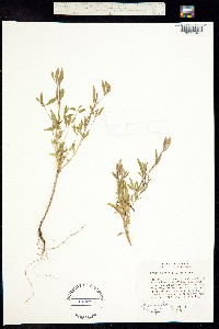 Image of Clarkia gracilis