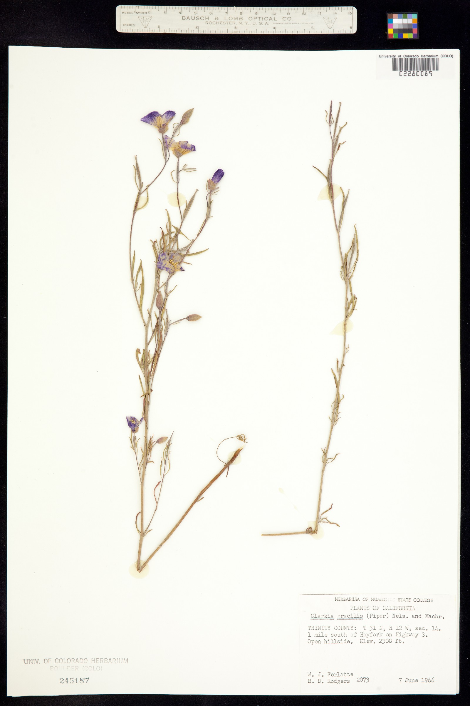 Clarkia gracilis image