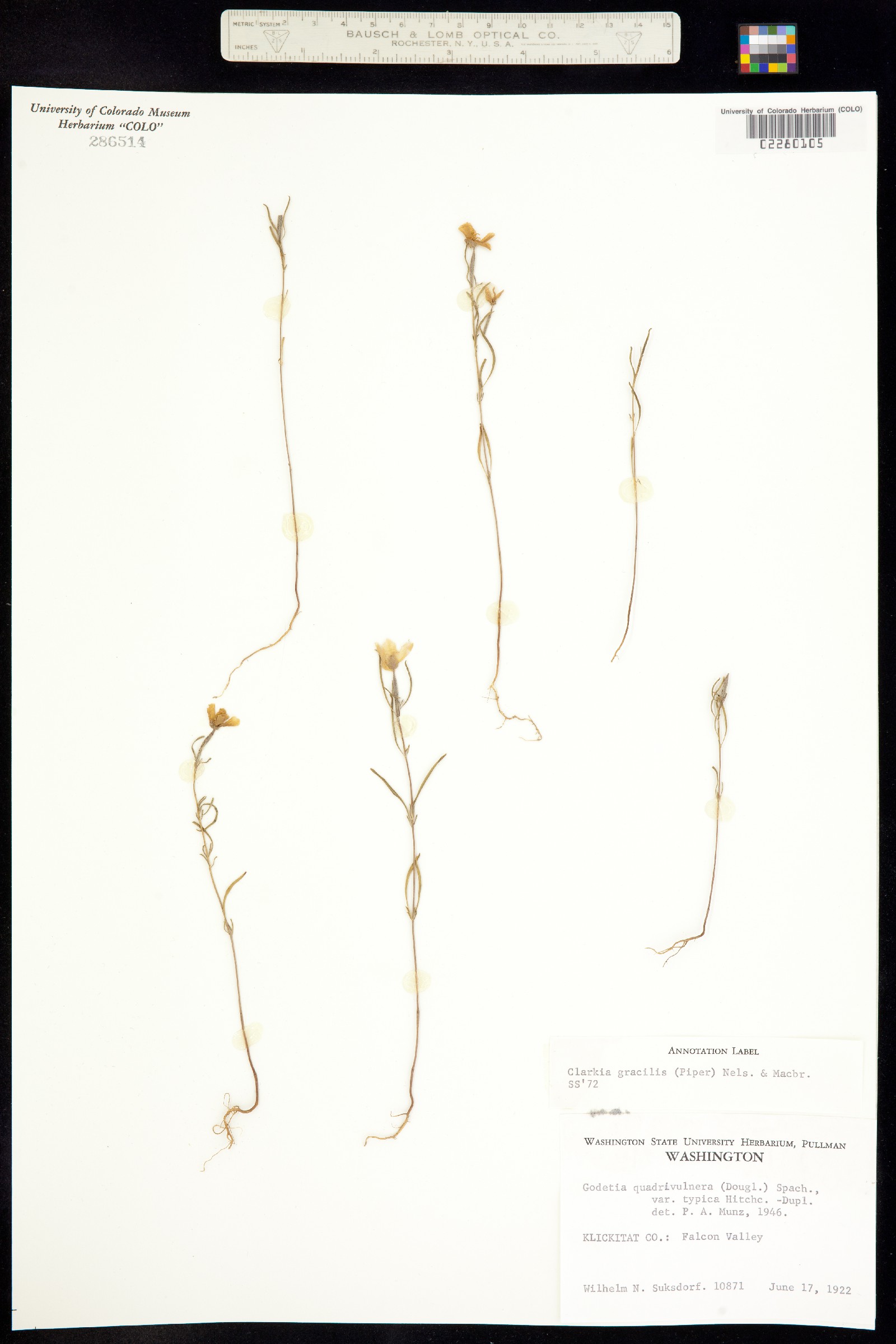 Clarkia gracilis image