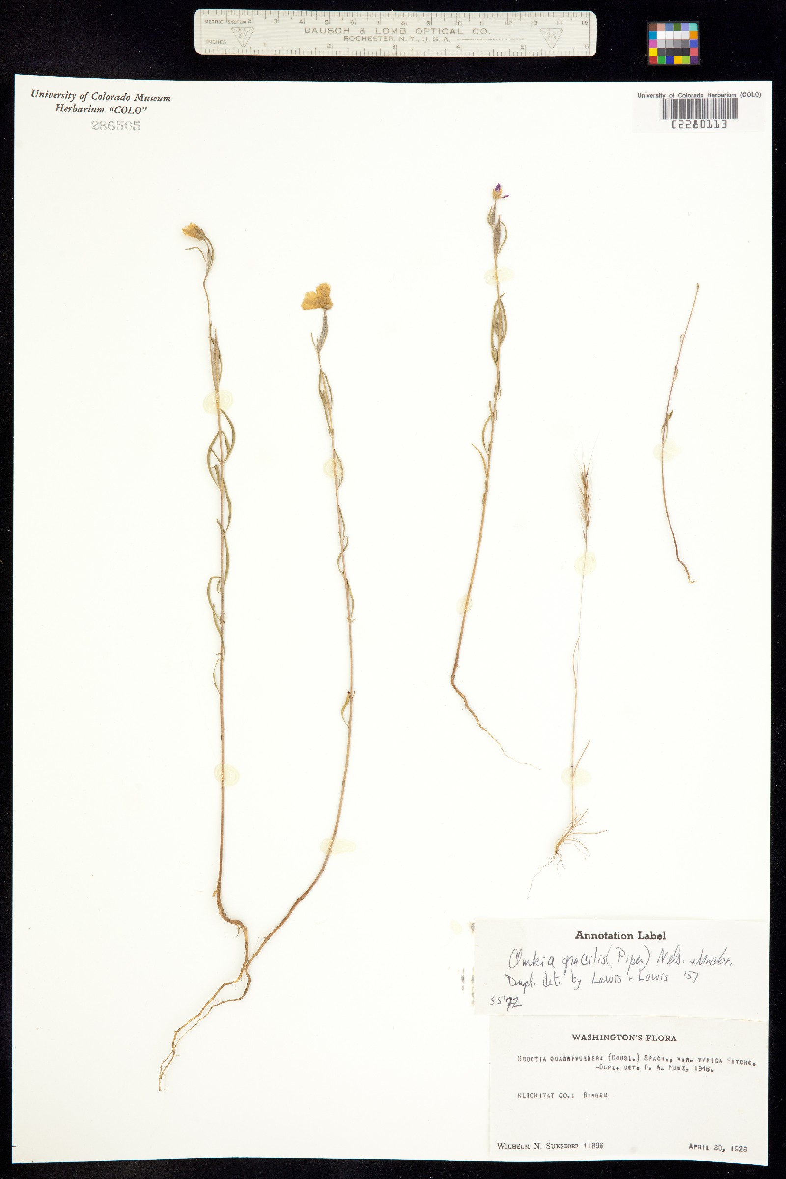 Clarkia gracilis image