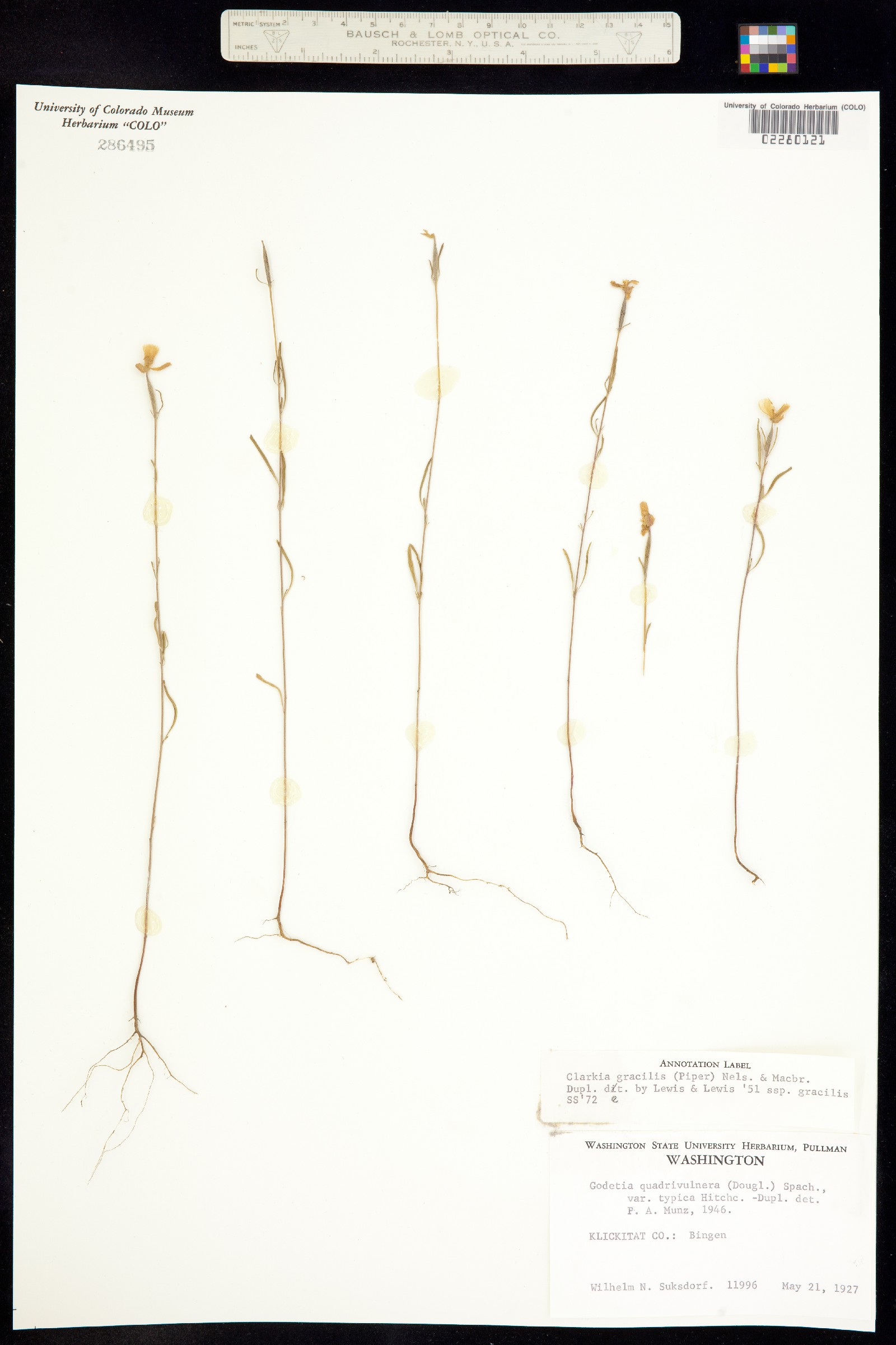 Clarkia gracilis image