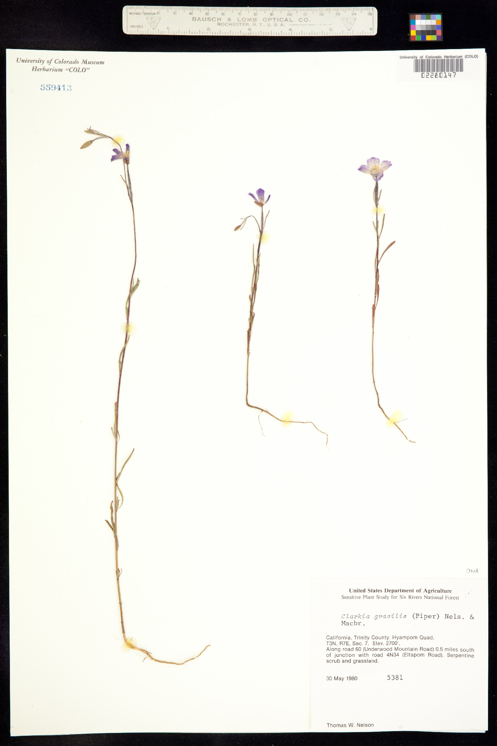 Clarkia gracilis image