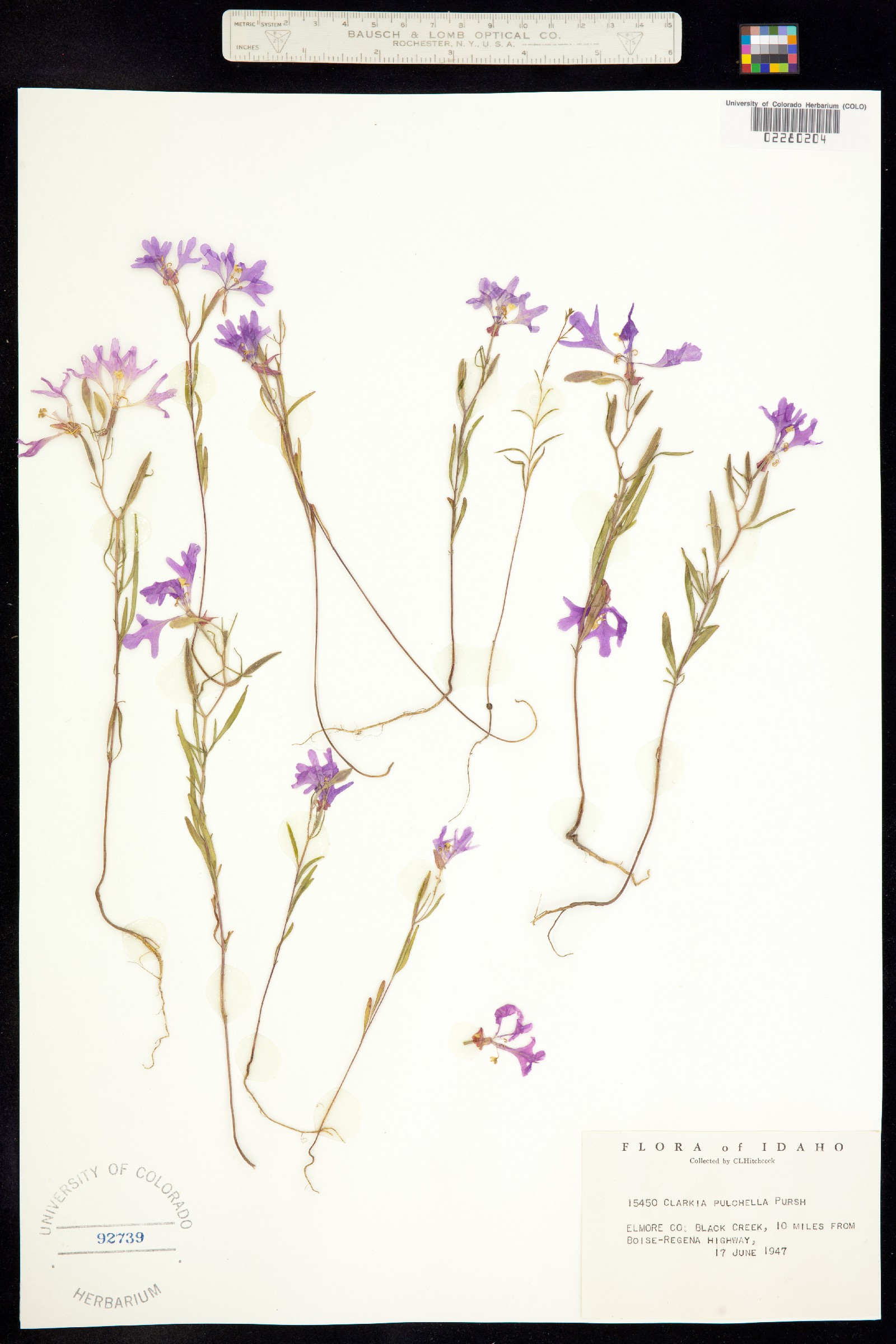 Clarkia pulchella image