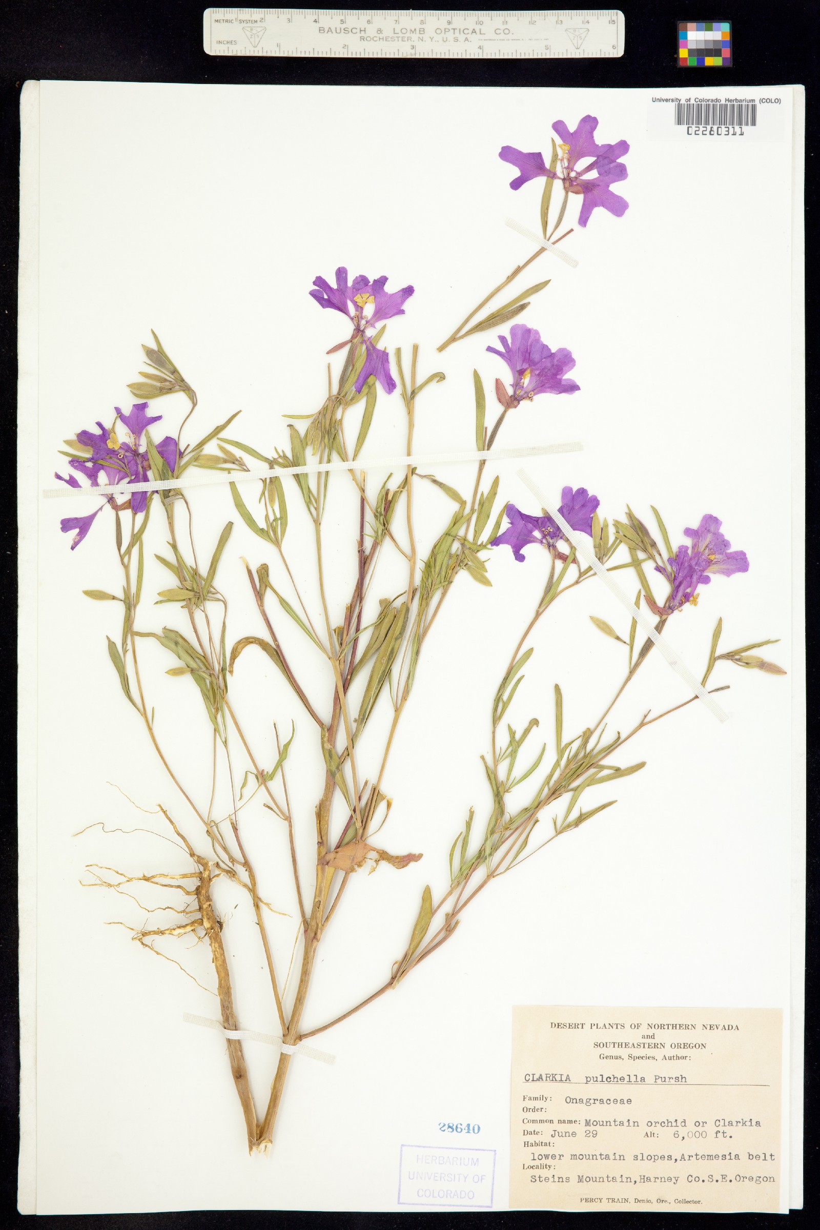 Clarkia pulchella image