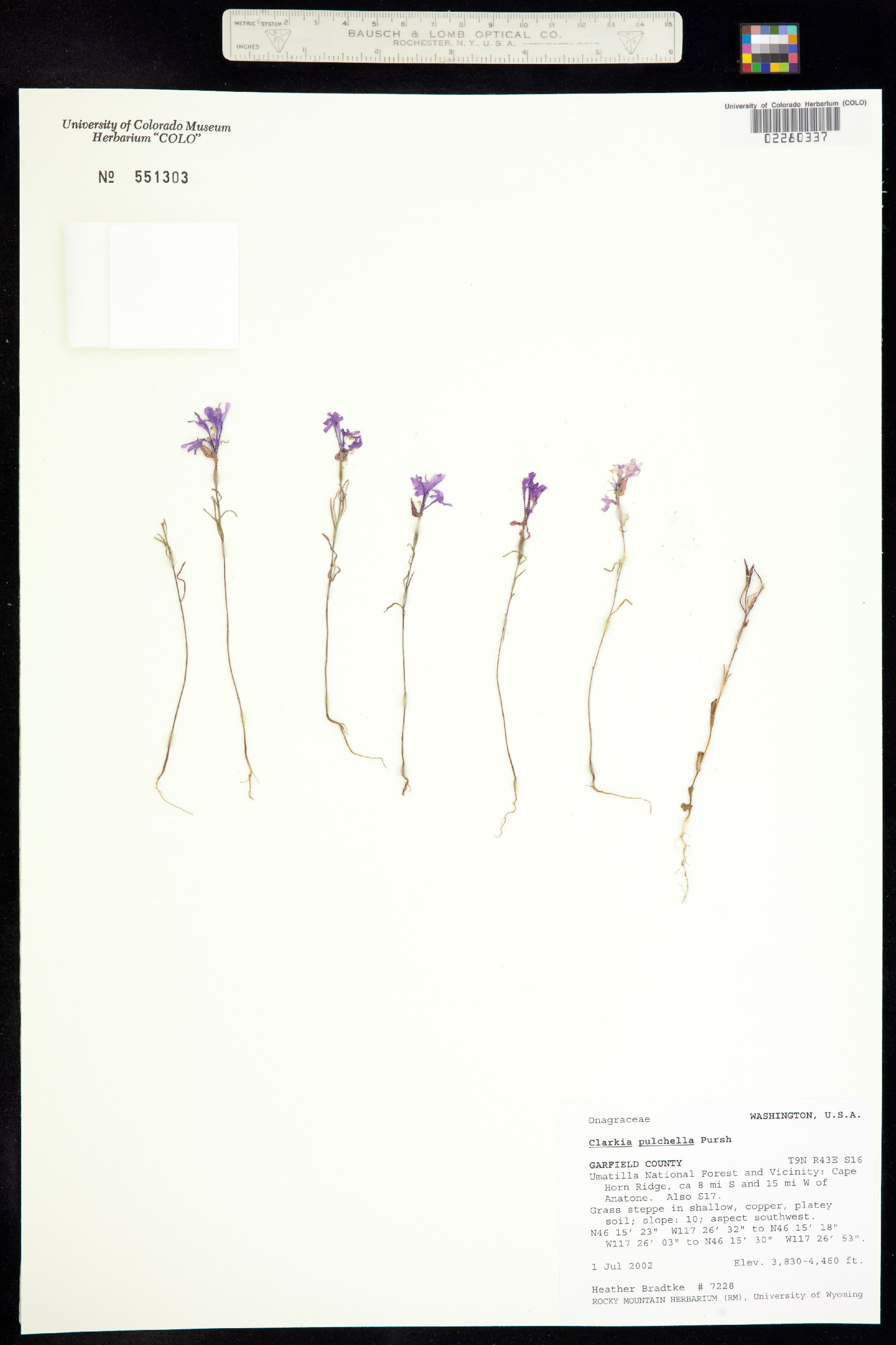 Clarkia pulchella image