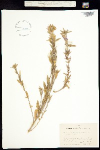 Image of Clarkia purpurea