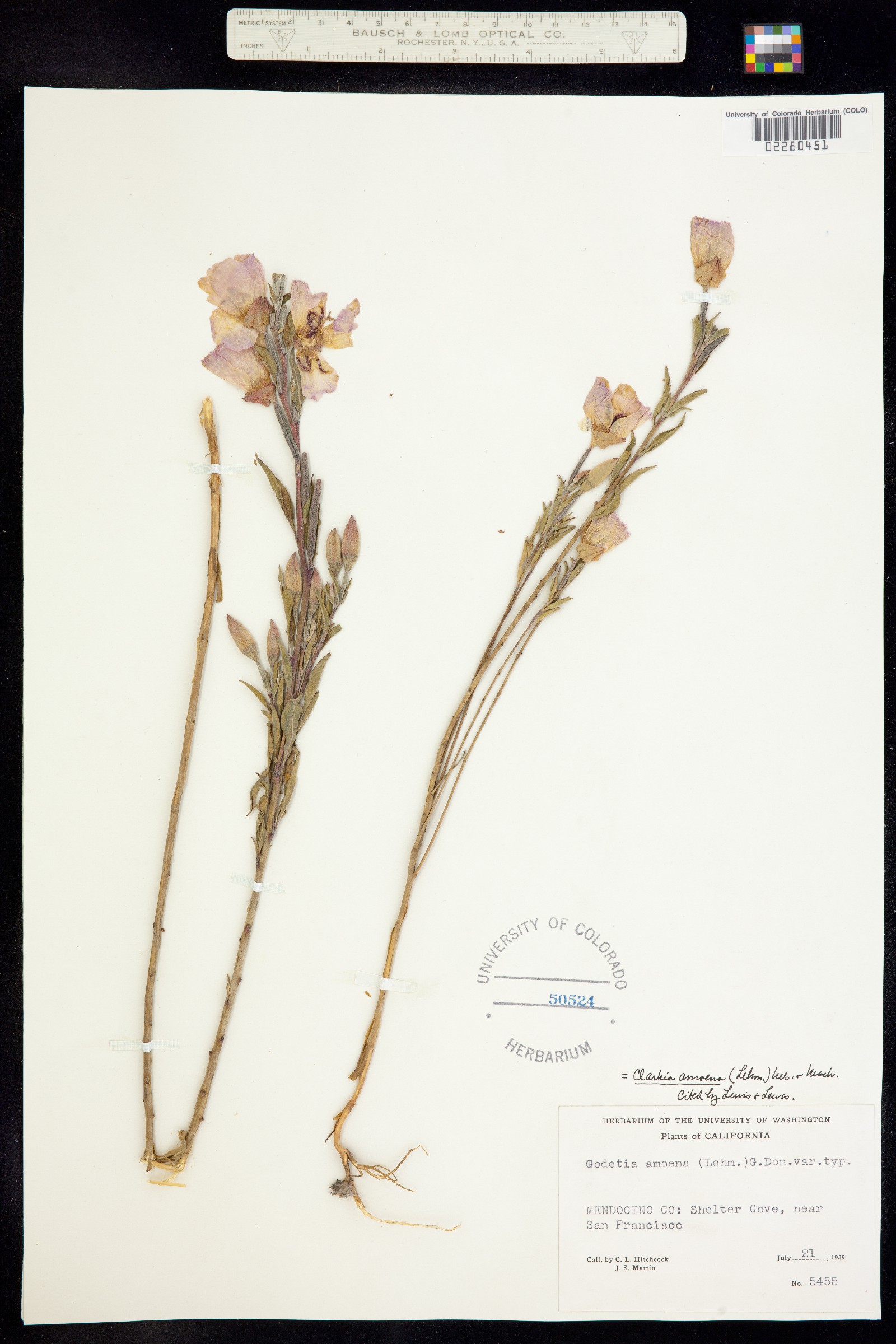 Clarkia amoena image