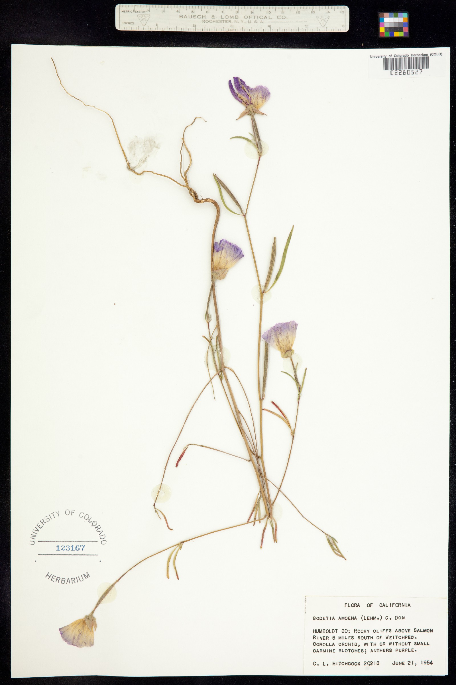 Clarkia amoena image