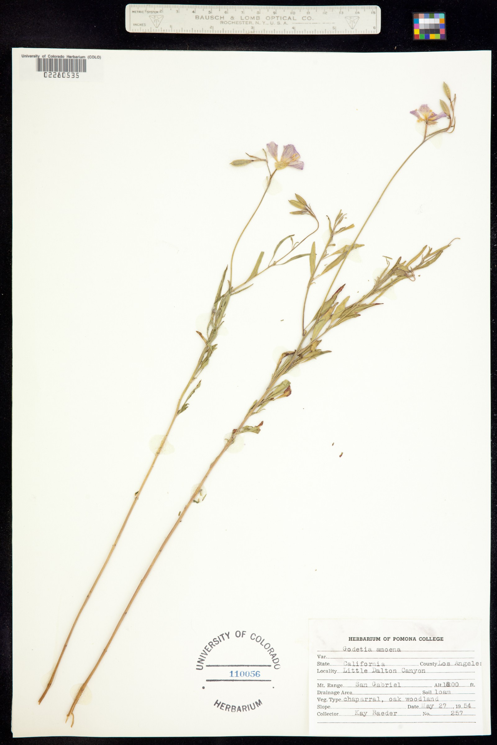 Clarkia amoena image