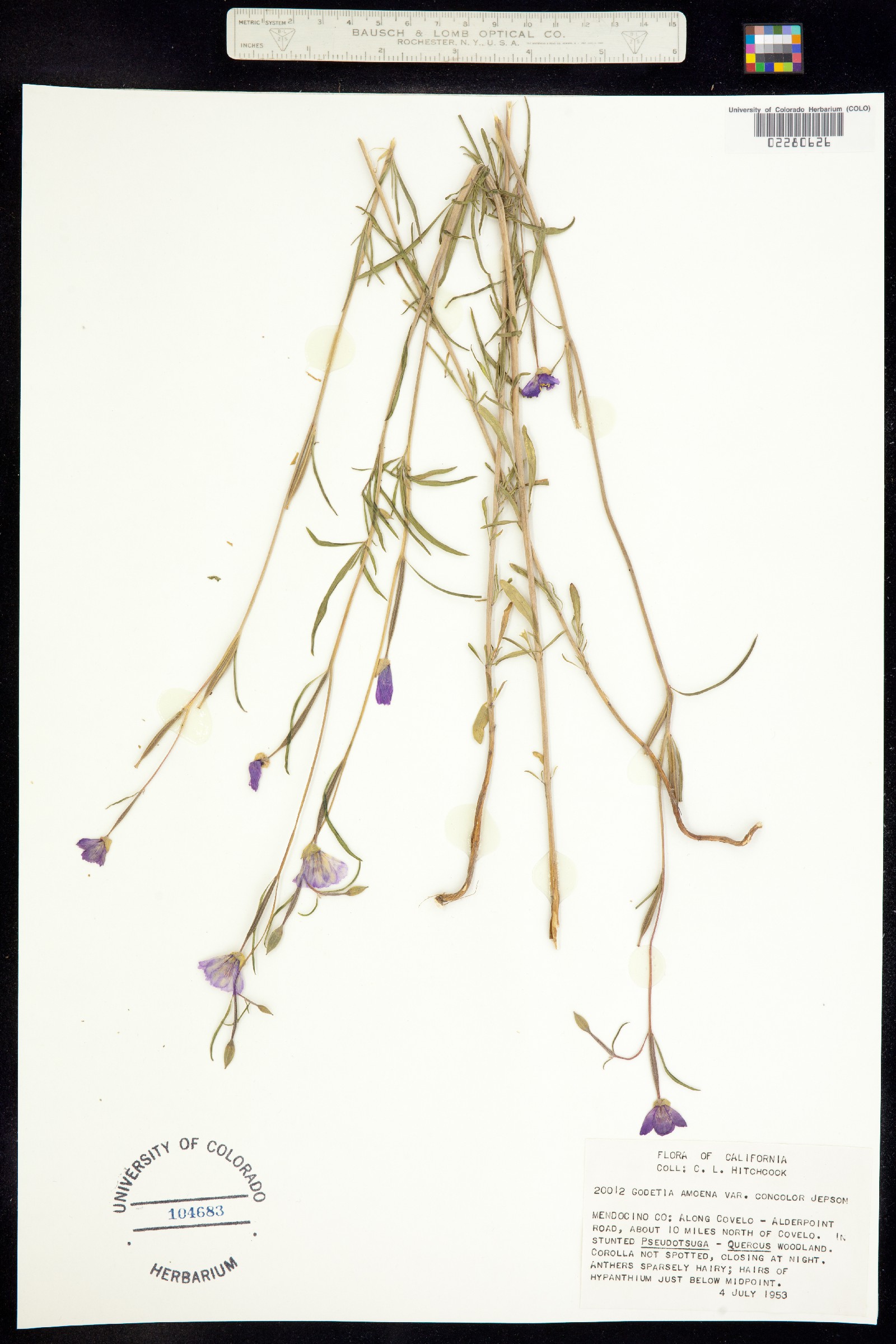 Clarkia amoena image