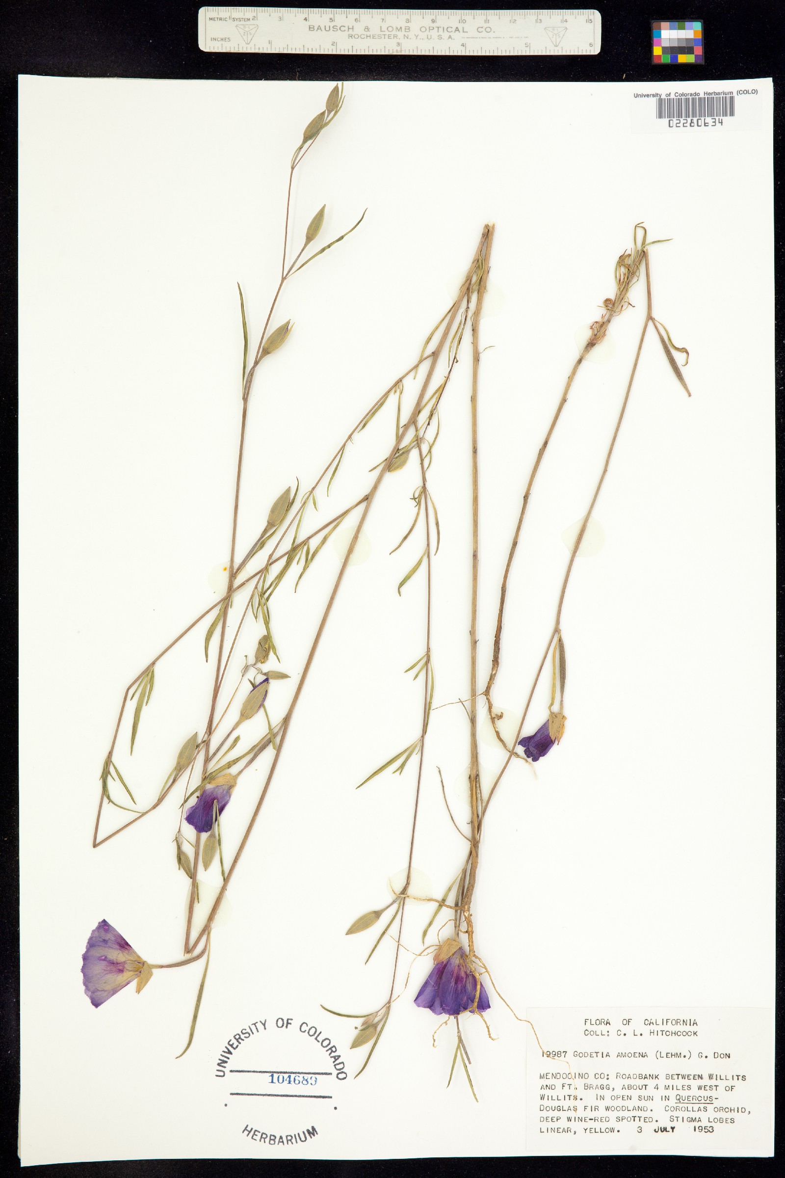 Clarkia amoena image