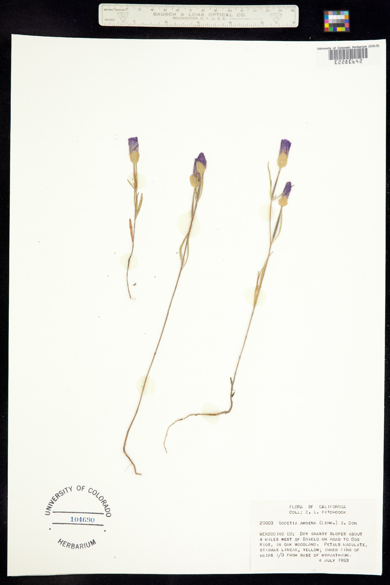 Clarkia amoena image